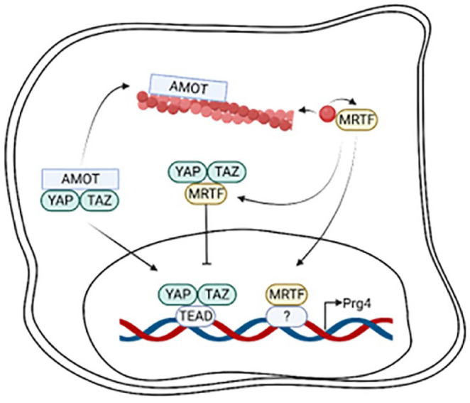 The Actin Cytoskeleton as a Regulator of Proteoglycan 4.