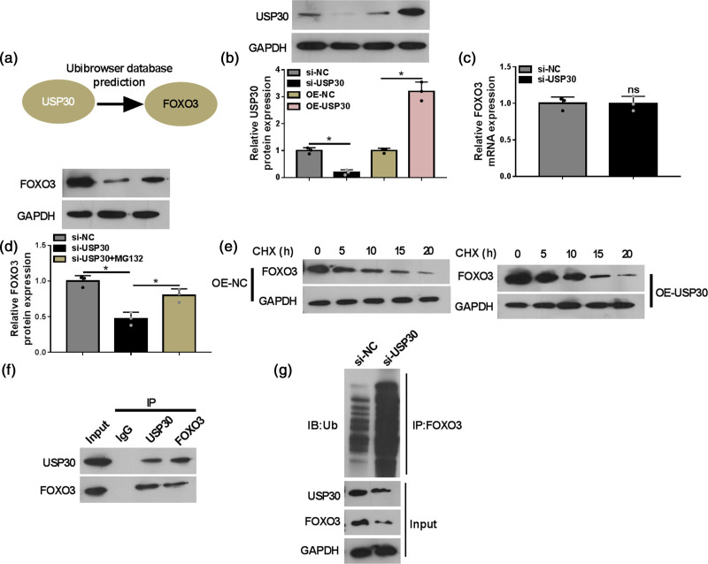 Ubiquitin-specific peptidase 30-mediated deubiquitination of forkhead box O3 promotes the progression of subarachnoid hemorrhage by regulating cGAS/STING pathway.