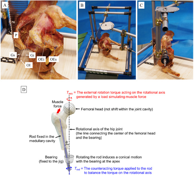 Comparison of External Rotation Torque of Short External Rotator Muscles in Hip Flexion Position.