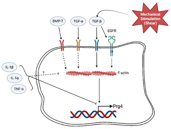 The Actin Cytoskeleton as a Regulator of Proteoglycan 4.