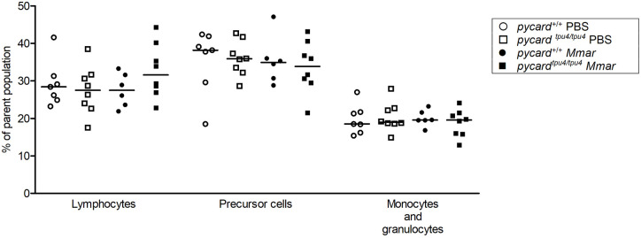 The inflammasome adaptor pycard is essential for immunity against Mycobacterium marinum infection in adult zebrafish.