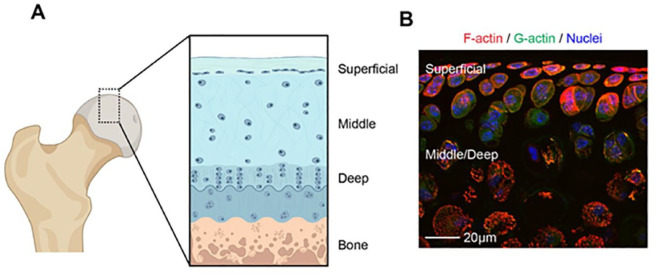 The Actin Cytoskeleton as a Regulator of Proteoglycan 4.