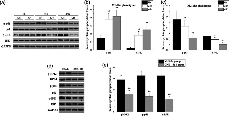 Panax notoginseng saponins regulate the polarization of microglia by inhibiting the hematopoietic progenitor kinase 1 signaling pathway.