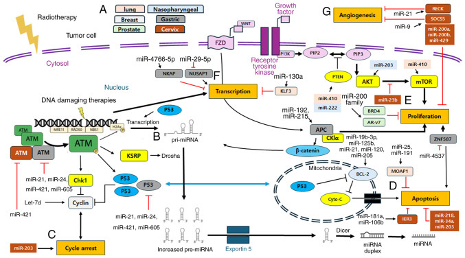 MicroRNAs: Novel clinical biomarkers for cancer radiotherapy (Review).