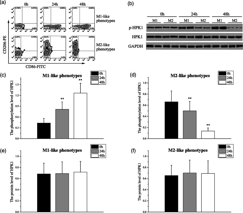 Panax notoginseng saponins regulate the polarization of microglia by inhibiting the hematopoietic progenitor kinase 1 signaling pathway.