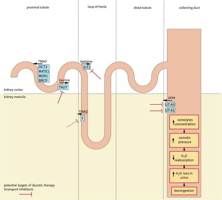 Urea, TMAO, betaine and other osmolytes as endogenous diuretics in heart failure and hypertension.