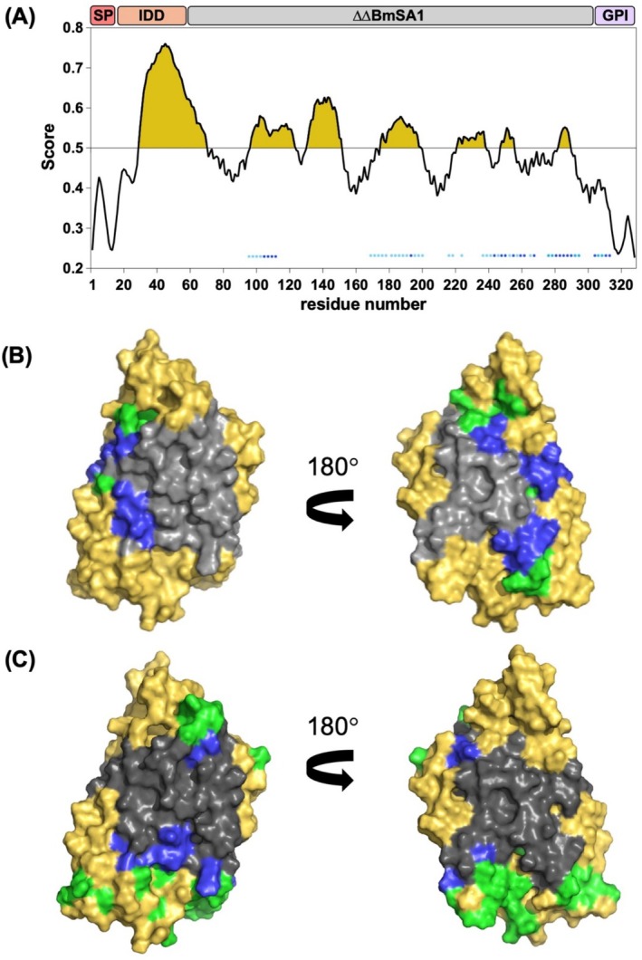 Structural and Functional Characterization of the 28 kDa Structured Core of BmSA1, the Major Surface Antigen of Babesia Microti.