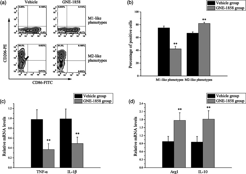 Panax notoginseng saponins regulate the polarization of microglia by inhibiting the hematopoietic progenitor kinase 1 signaling pathway.