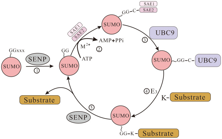SENP1: A perspective from immune cells to disease (Review).