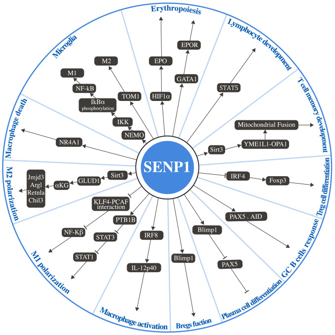 SENP1: A perspective from immune cells to disease (Review).