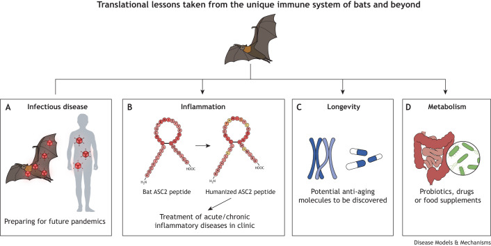 Translational lessons from the balanced immune system in bats.