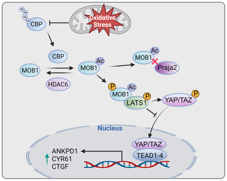 Histone deacetylase 6: A new player in oxidative stress‑associated disorders and cancers (Review).