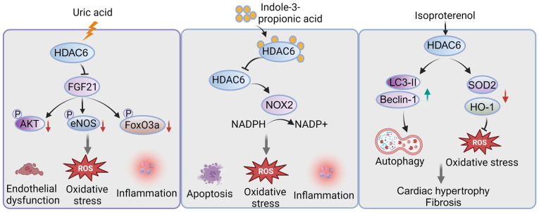 Histone deacetylase 6: A new player in oxidative stress‑associated disorders and cancers (Review).