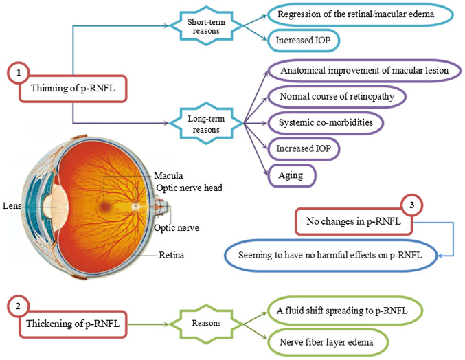Effects of anti‑VEGF on peripapillary retinal nerve fiber layer and papillary/peripapillary blood circulation in retinopathies (Review).