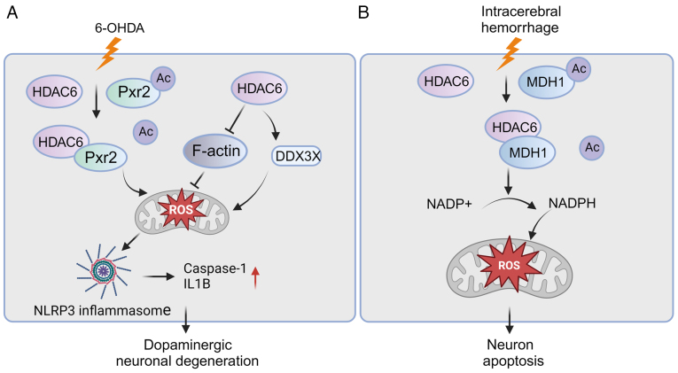 Histone deacetylase 6: A new player in oxidative stress‑associated disorders and cancers (Review).