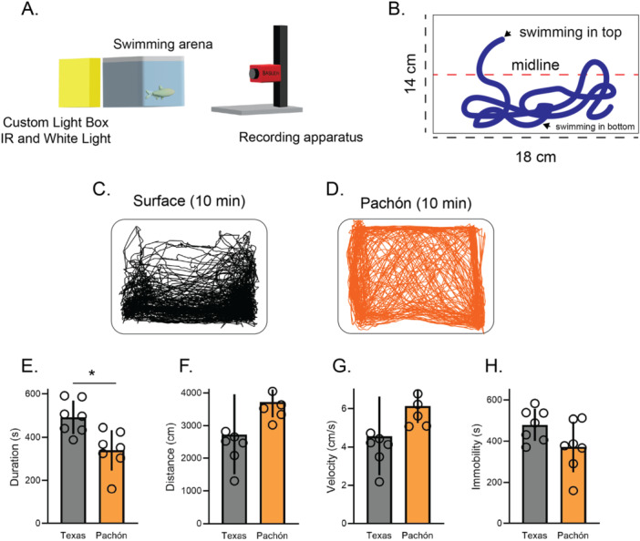 Automated Behavioral Profiling Using Neural Networks Reveals Differences in Stress-Like Behavior Between Cave and Surface-Dwelling Astyanax mexicanus.