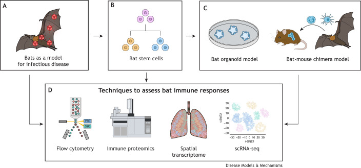 Translational lessons from the balanced immune system in bats.