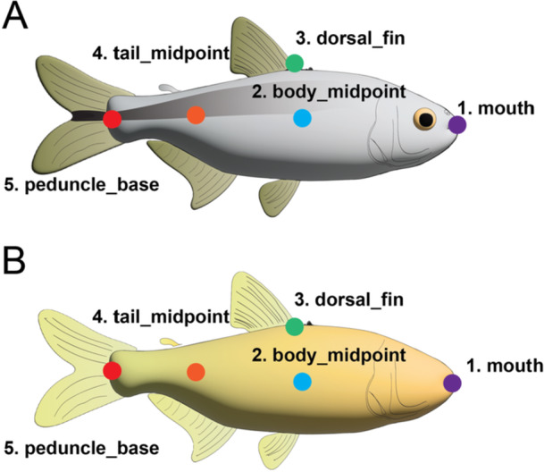 Automated Behavioral Profiling Using Neural Networks Reveals Differences in Stress-Like Behavior Between Cave and Surface-Dwelling Astyanax mexicanus.