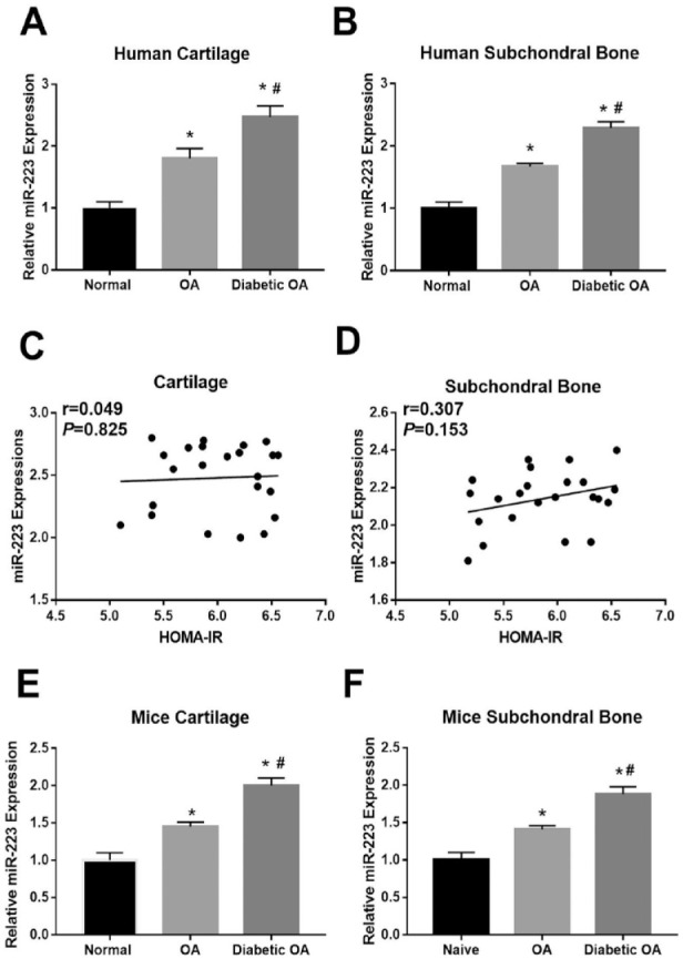 Micro-223 Promotes Diabetic Osteoarthritis Progression by Regulating Cartilage Degeneration and Subchondral Bone Remodeling.