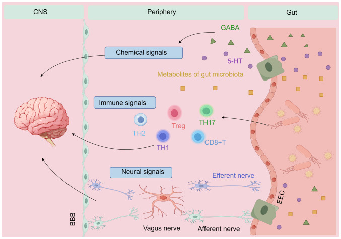 Microbiota metabolites affect sleep as drivers of brain‑gut communication (Review).