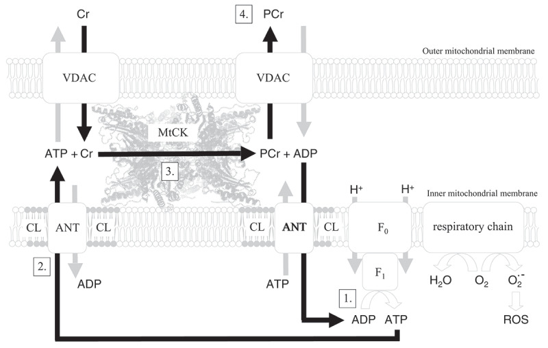 Creatine monohydrate supplementation for older adults and clinical populations.