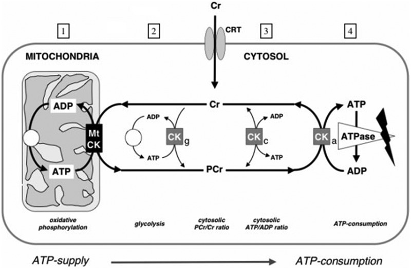 Creatine monohydrate supplementation for older adults and clinical populations.
