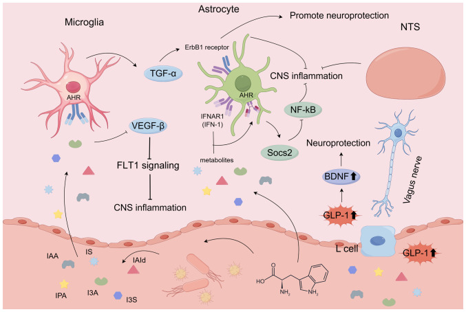 Microbiota metabolites affect sleep as drivers of brain‑gut communication (Review).
