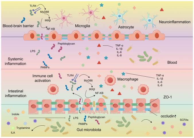 Microbiota metabolites affect sleep as drivers of brain‑gut communication (Review).