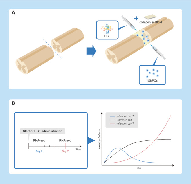 Spinal cord injury regenerative therapy development: integration of design of experiments.