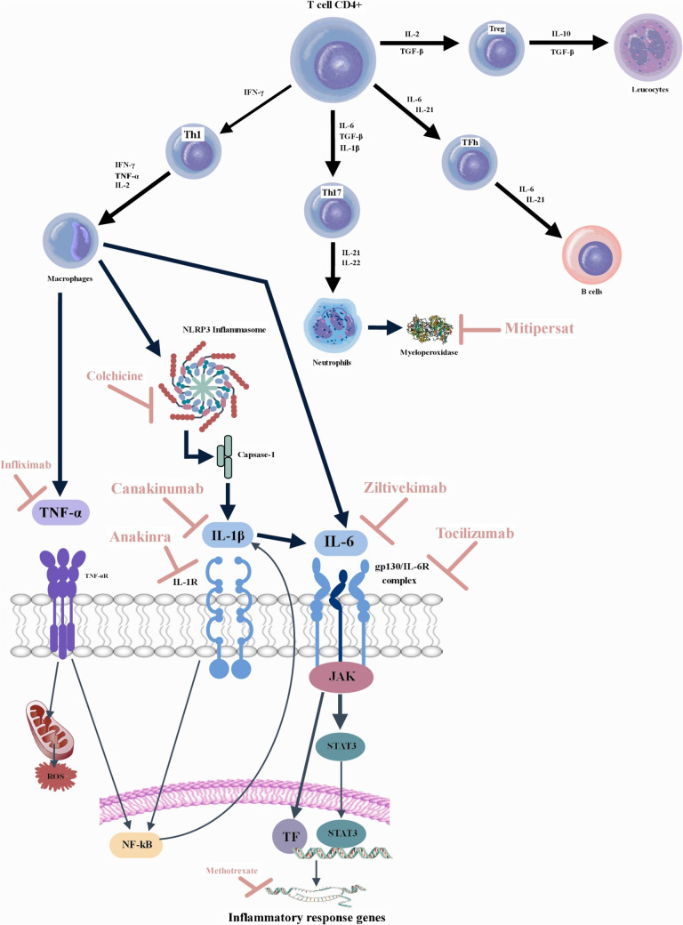 A Comprehensive Review: Unraveling the Role of Inflammation in the Etiology of Heart Failure.