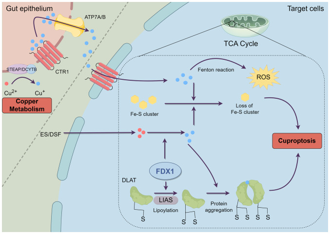 Cuproptosis in prostate cancer: Molecular mechanisms, prognostic biomarkers and therapeutic frontiers of cuproptosis‑related genes (Review).