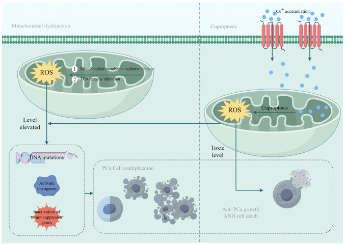Cuproptosis in prostate cancer: Molecular mechanisms, prognostic biomarkers and therapeutic frontiers of cuproptosis‑related genes (Review).