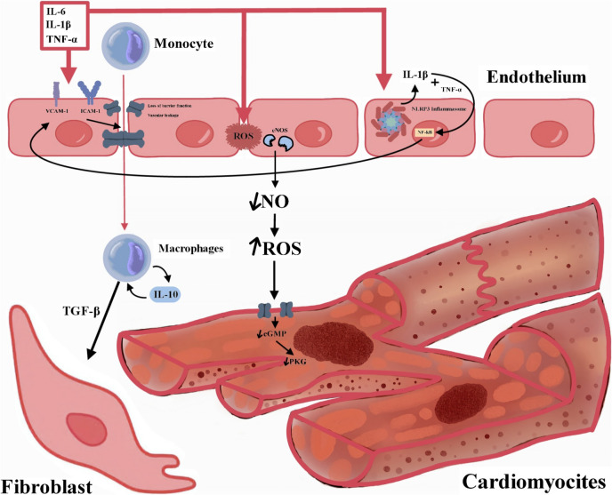 A Comprehensive Review: Unraveling the Role of Inflammation in the Etiology of Heart Failure.