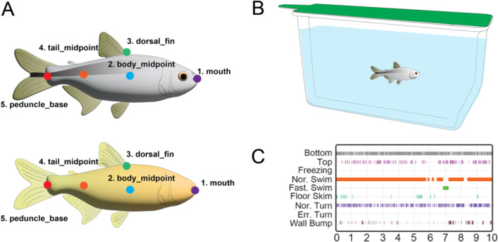 Automated Behavioral Profiling Using Neural Networks Reveals Differences in Stress-Like Behavior Between Cave and Surface-Dwelling Astyanax mexicanus.