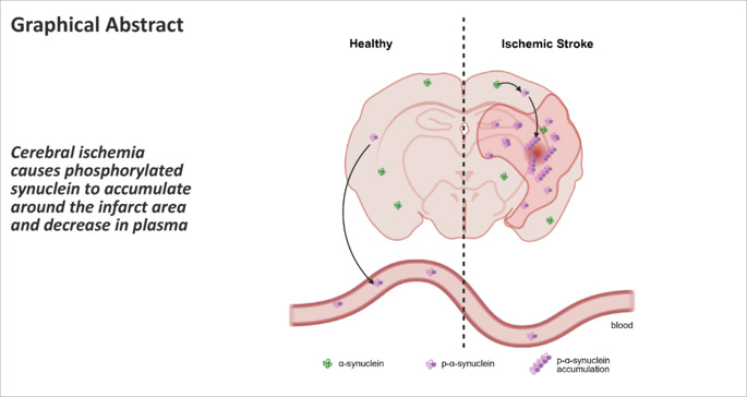 Decreased levels of phosphorylated synuclein in plasma are correlated with poststroke cognitive impairment.