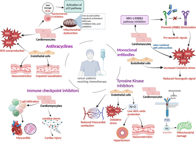 Cancer therapy-induced cardiotoxicity: mechanisms and mitigations.