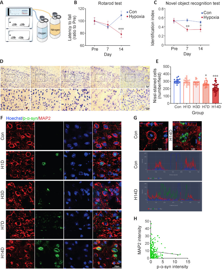Decreased levels of phosphorylated synuclein in plasma are correlated with poststroke cognitive impairment.