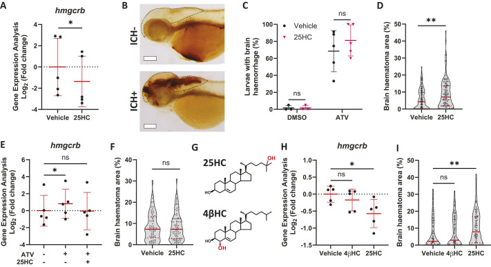 The role of 25-hydroxycholesterol in the pathophysiology of brain vessel dysfunction associated with infection and cholesterol dysregulation.