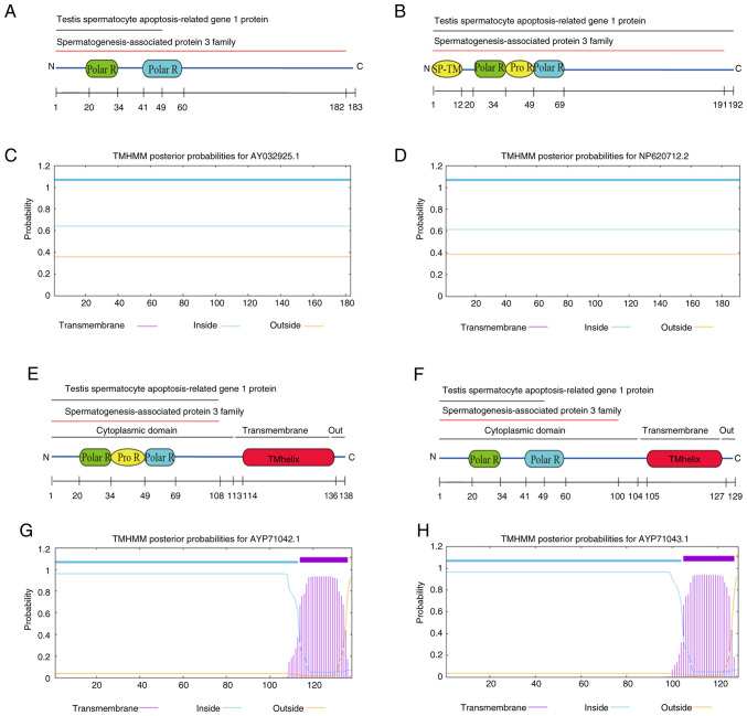 Roles of human SPATA3 in cell proliferation and expression pattern of <i>Spata3</i> in mouse testis.