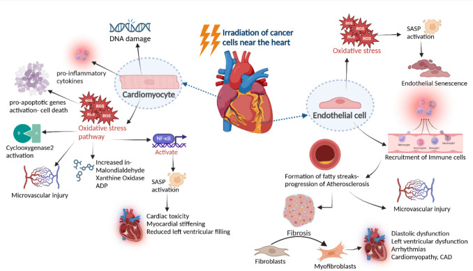 Cancer therapy-induced cardiotoxicity: mechanisms and mitigations.