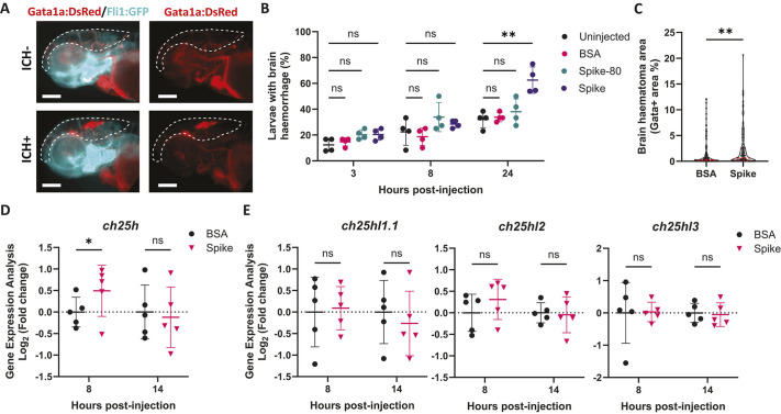 The role of 25-hydroxycholesterol in the pathophysiology of brain vessel dysfunction associated with infection and cholesterol dysregulation.