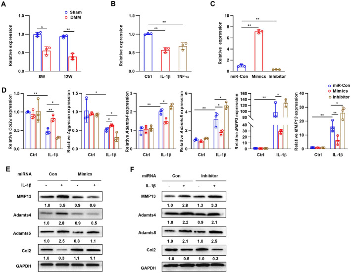 MicroRNA-322 Attenuates Cartilage Matrix Degradation in Osteoarthritis via Direct Suppression of TRAF3.