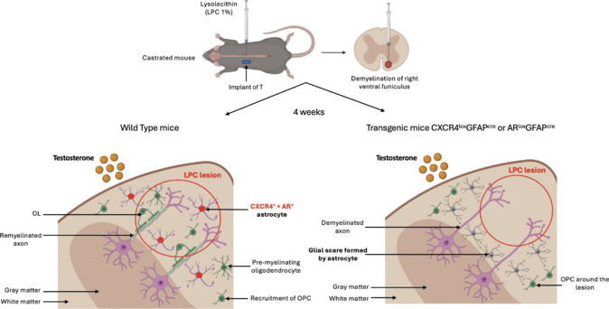 Crosstalk between androgen signaling and the chemokine receptor CXCR4: a novel strategy to promote myelin regeneration.