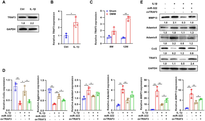 MicroRNA-322 Attenuates Cartilage Matrix Degradation in Osteoarthritis via Direct Suppression of TRAF3.