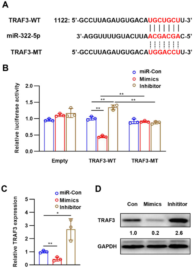 MicroRNA-322 Attenuates Cartilage Matrix Degradation in Osteoarthritis via Direct Suppression of TRAF3.