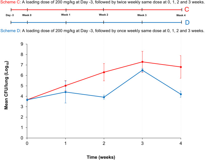 A BALB/c mouse model of Mycobacterium abscessus lung infection based on once-weekly cyclophosphamide administration.