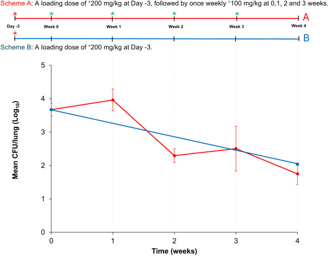 A BALB/c mouse model of Mycobacterium abscessus lung infection based on once-weekly cyclophosphamide administration.