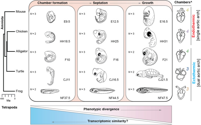 The Interplay of Ontogeny and Phylogeny at the Transcriptome Level of the Tetrapod Heart.