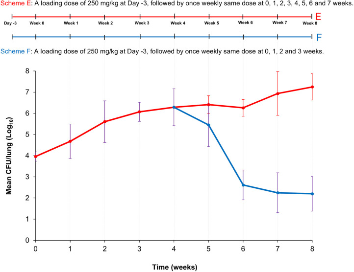 A BALB/c mouse model of Mycobacterium abscessus lung infection based on once-weekly cyclophosphamide administration.