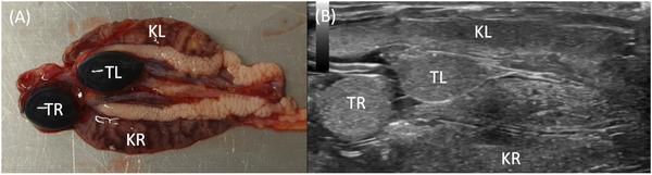 Comparative Sonographic Studies of the Urogenital Tract in Lizards.